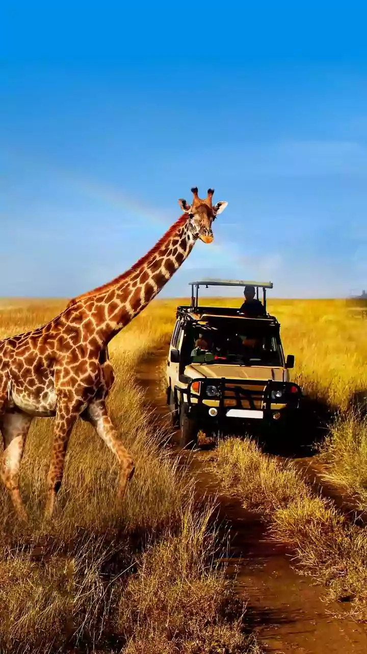 Unforgettable South African Safaris: 5 Top Picks for Indian Adventurers