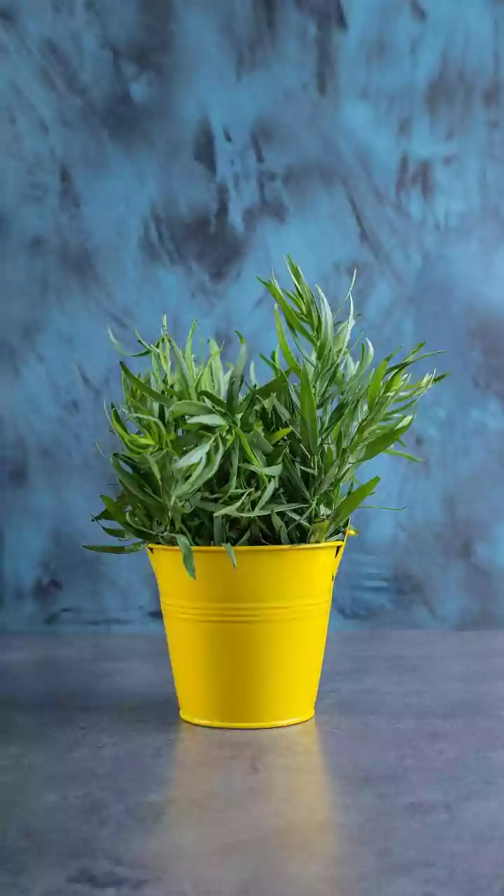 How To Grow Fresh Herbs On A Balcony That Rarely Gets Direct Sun