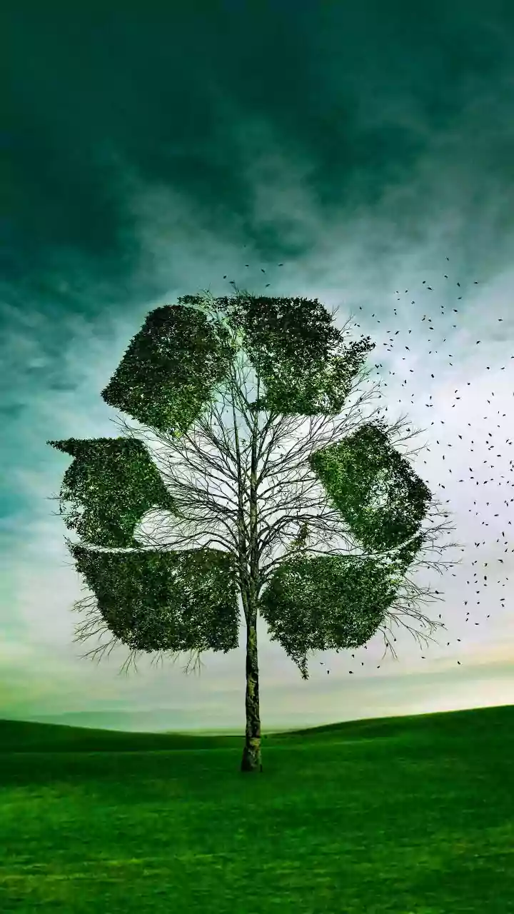 Green Tech Breakthrough: Indian Startups Manufacture Algae Packaging To Replace Plastic Takeouts