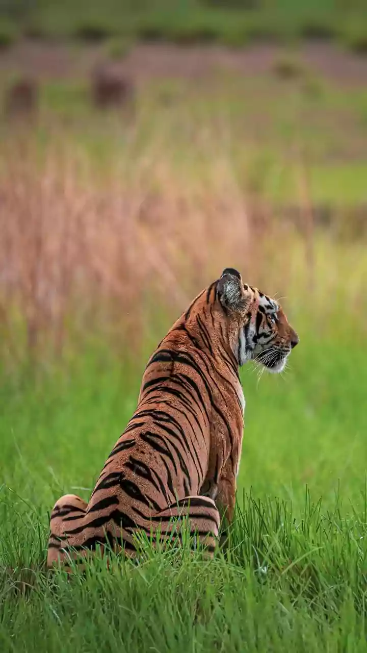 Wildlife Watching Gets More Scenic During August's Rainy Season