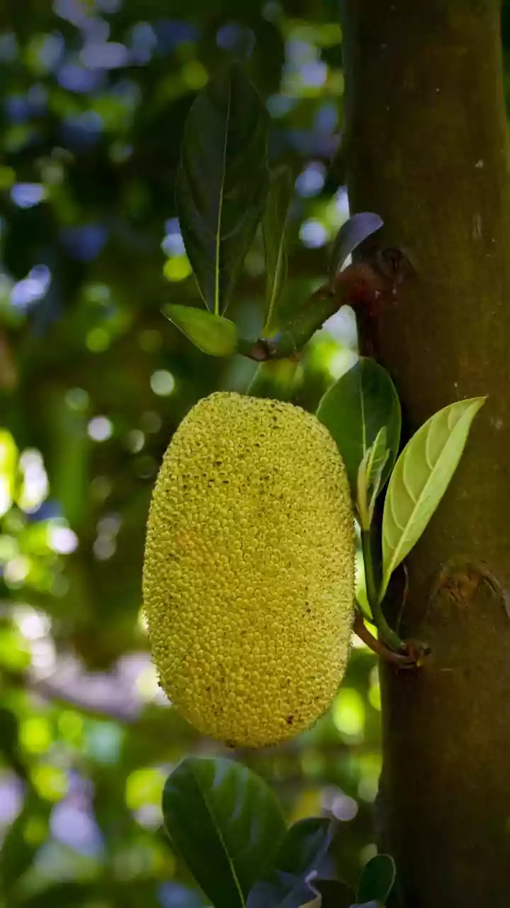 Kerala's Jackfruit Traditions Are Returning As More Families Cook Seasonal Produce