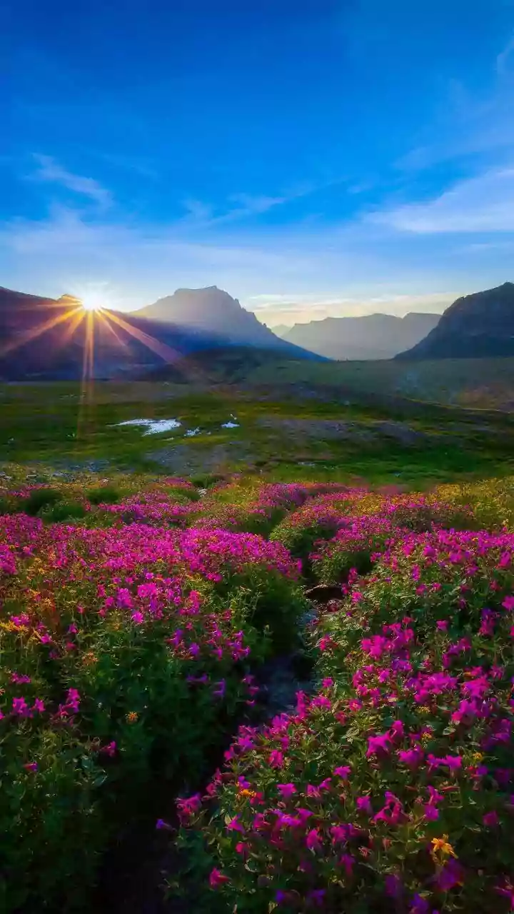 Uttarakhand’s Valley Of Flowers Reopens: UNESCO Wonder With 300+ Flower Species Awaits Trekkers