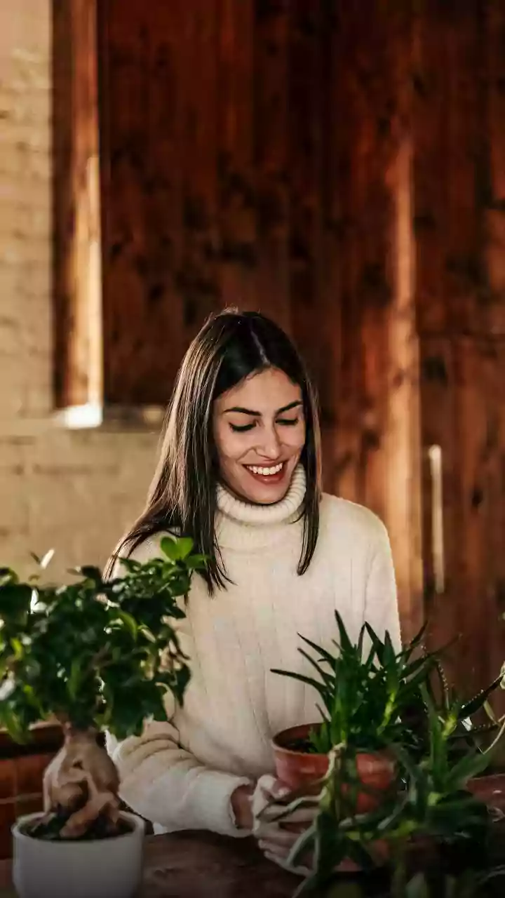 Why Air-Purifying Indoor Plants Are Becoming Essential Household Additions During Delhi-NCR Winters