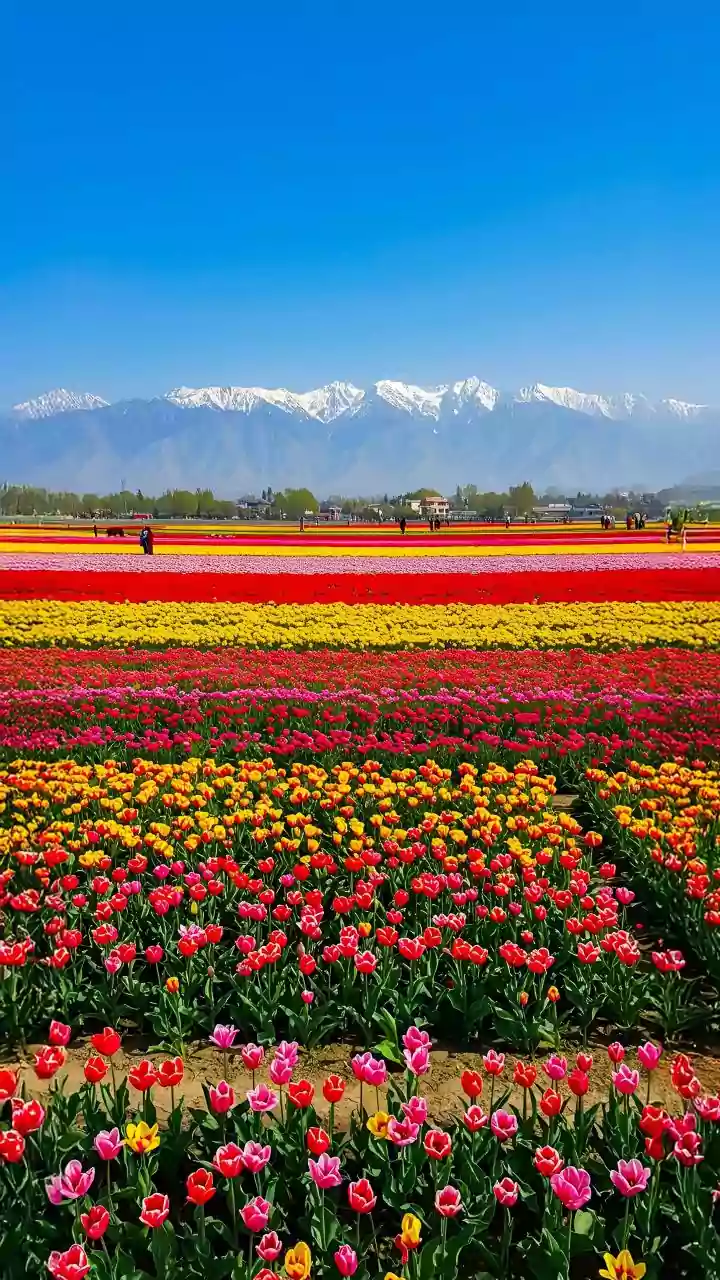 Travellers Are Chasing Blooms Over Beaches Now