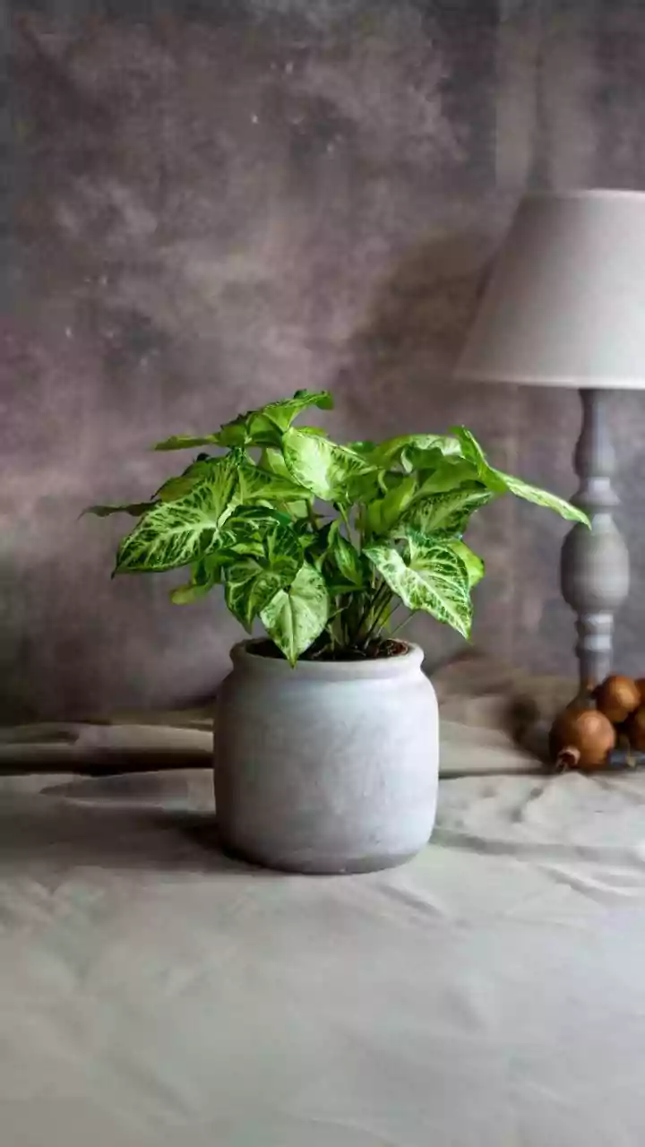 Best Indoor Plants To Grow This Humid July