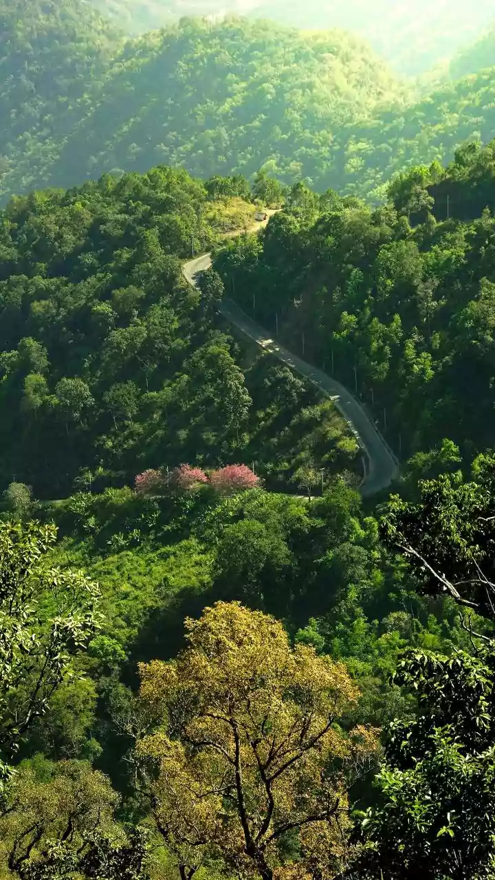 Forest Stays Offer a Different Long-Weekend Setting: Delhi Dussehra Getaways