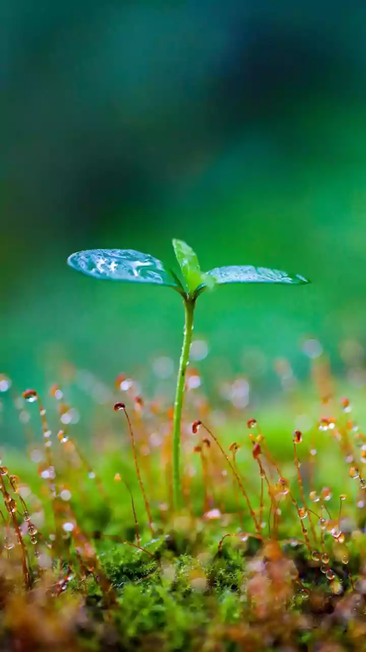 Researchers Examine How Rainfall Trends Influence Forest Recovery And Growth