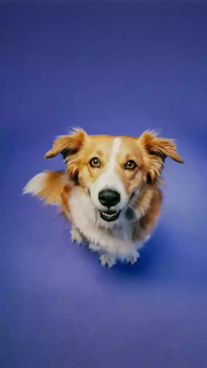 Como cortar unhas de cachorro? Aprenda o passo a passo