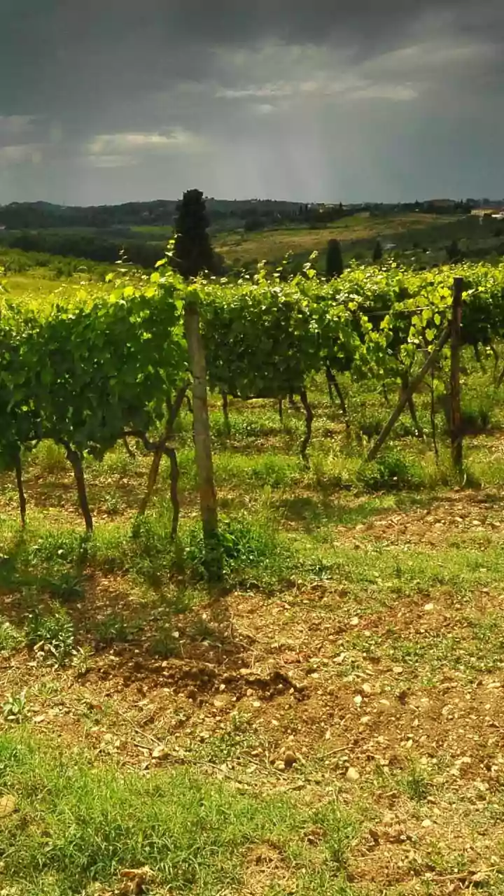 Tuscany Road Trip: Can Combine Art, Hill Towns And Vineyards In One Route For For Travellers Who Want The Journey To Matter Too