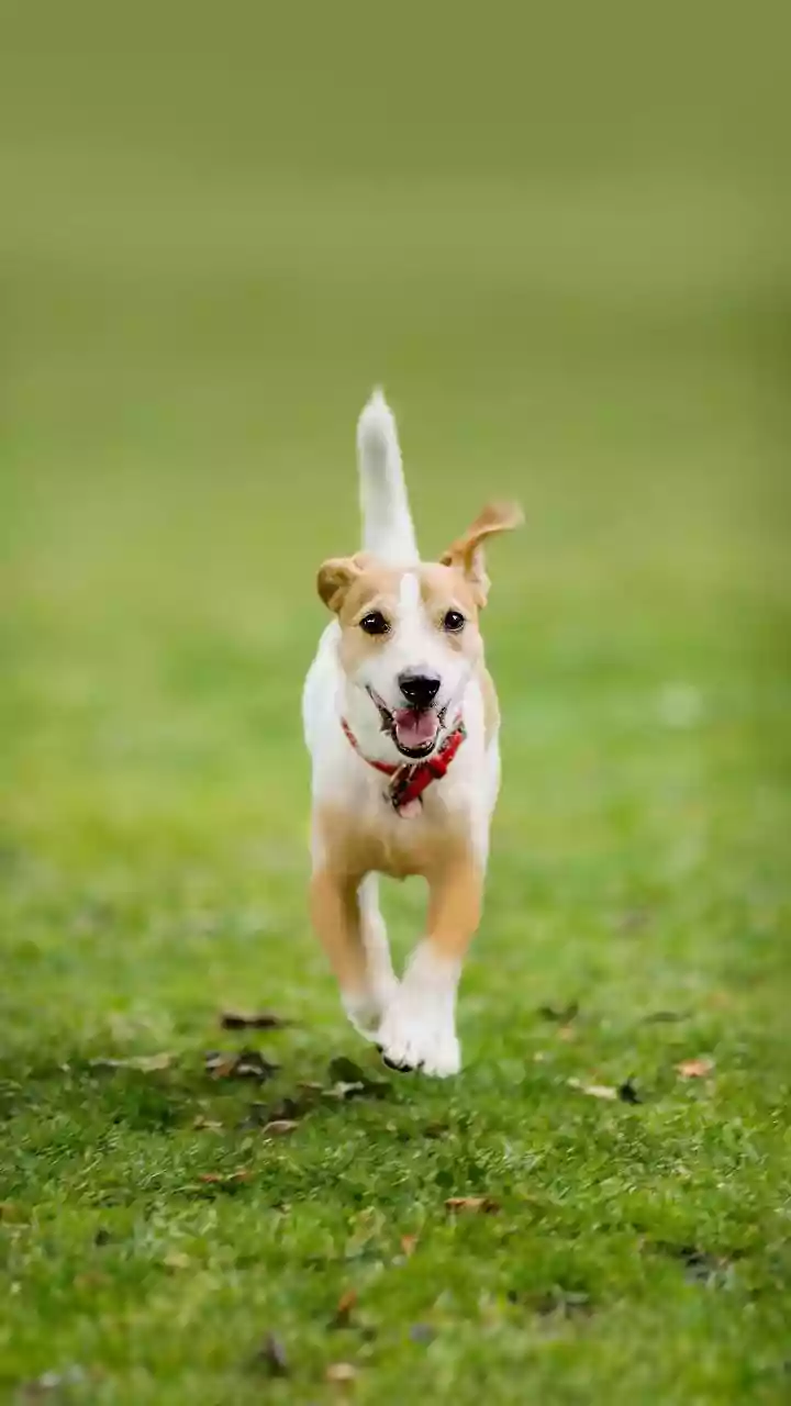 Why Proper Dog Park Etiquette Prevents Neighborhood Disputes In Apartment Complexes