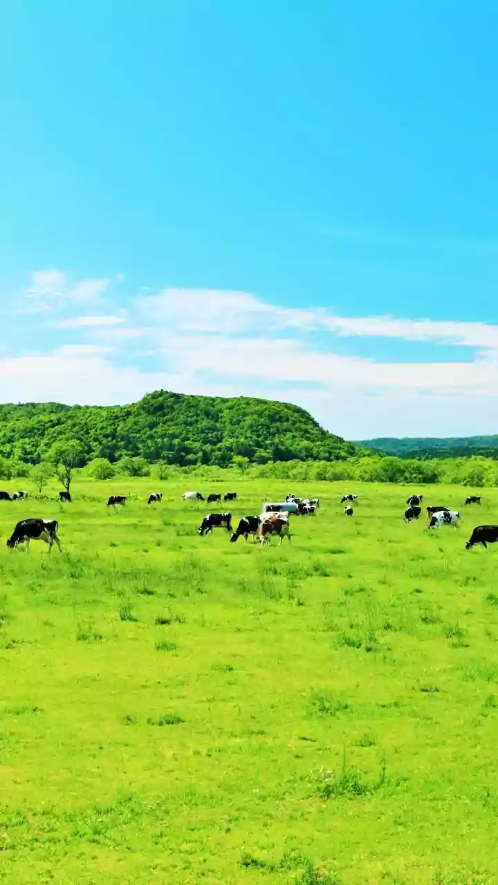 Rural India's Economic Boost: Fisheries and Livestock in Budget 2026-27