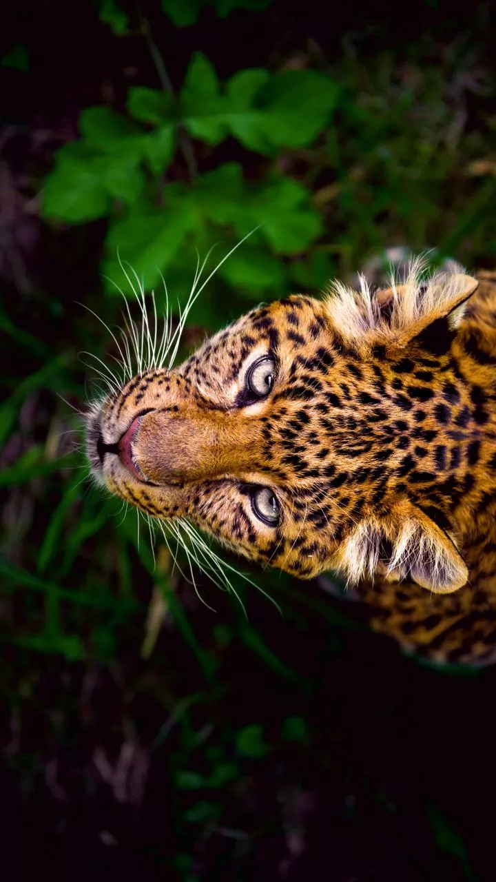 'Man-eater' leopard shot dead in Pune district, two felines captured