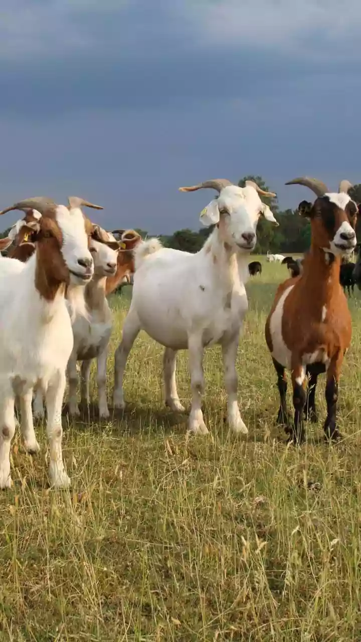 Replacing Lawnmowers With Grazing Turns Routine Maintenance Into An Ecology Study