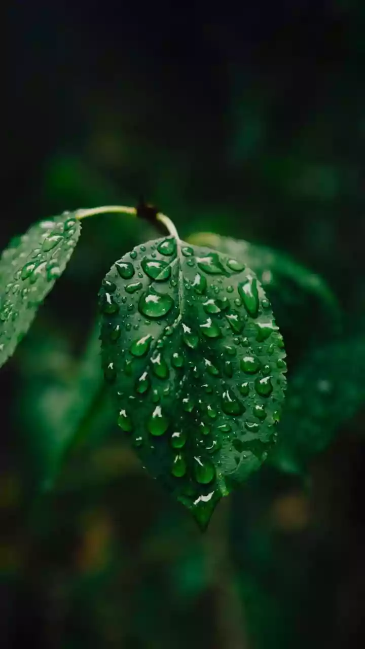 Monsoon Humidity Is A Beginner Gardener’s Friend