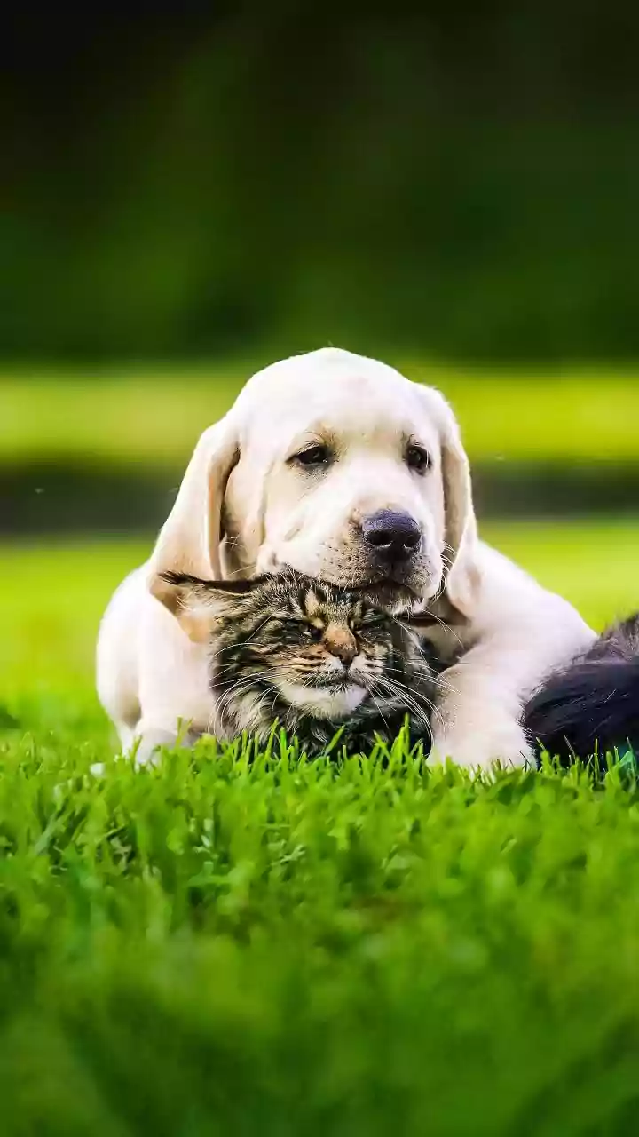 India's Pet-Care Expansion Puts Professional Support at the Centre