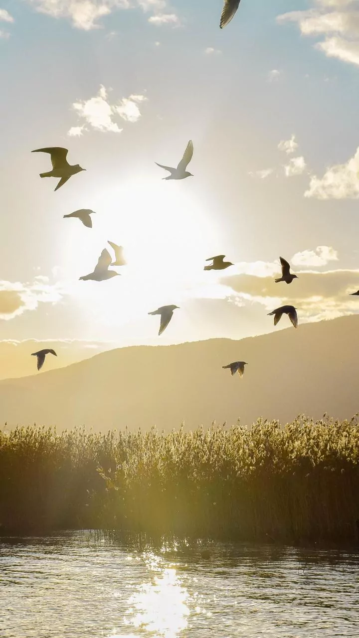 How Migratory Birds Combine Magnetic Compass Signals With Celestial Light Navigation Systems