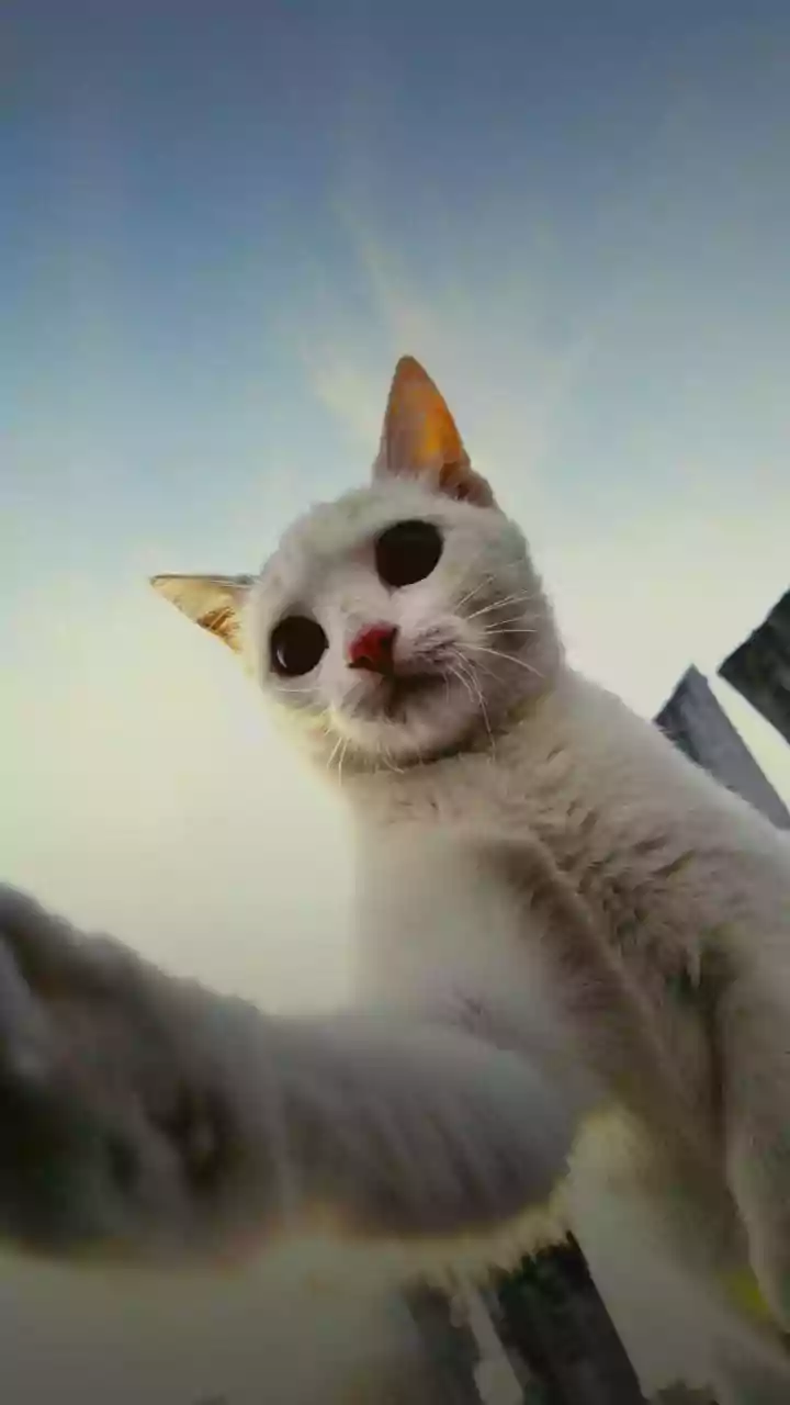 Why Mumbai Pet Parents Are Bullish On Feline Adoption