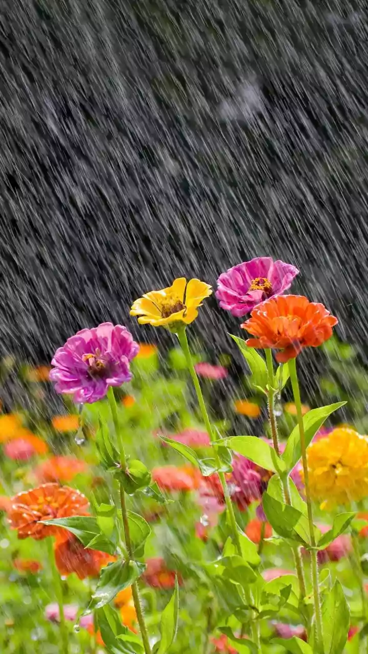Monsoon Makes Planting Feel Less Intimidating