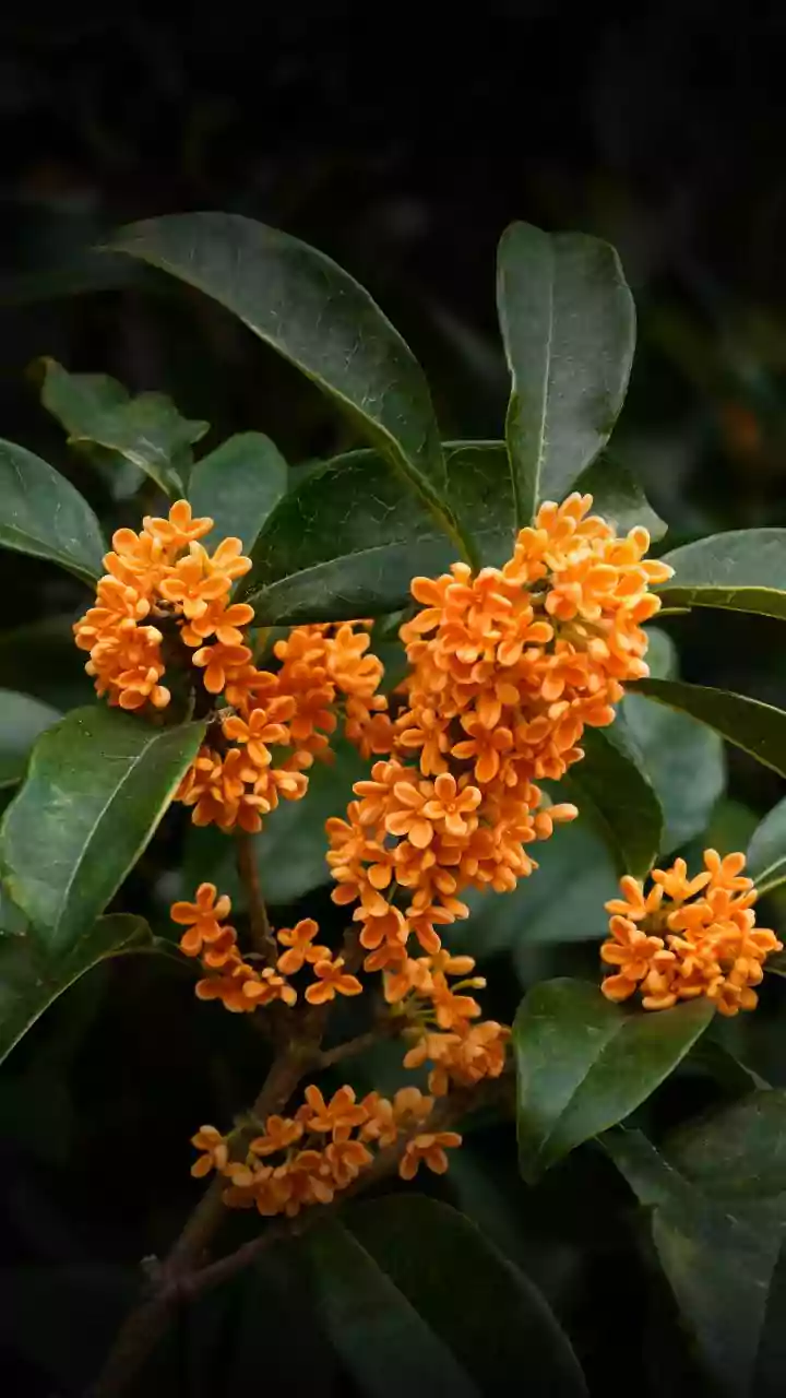 Jasmim do Imperador: saiba como cultivar a planta'mais perfumada do mundo'