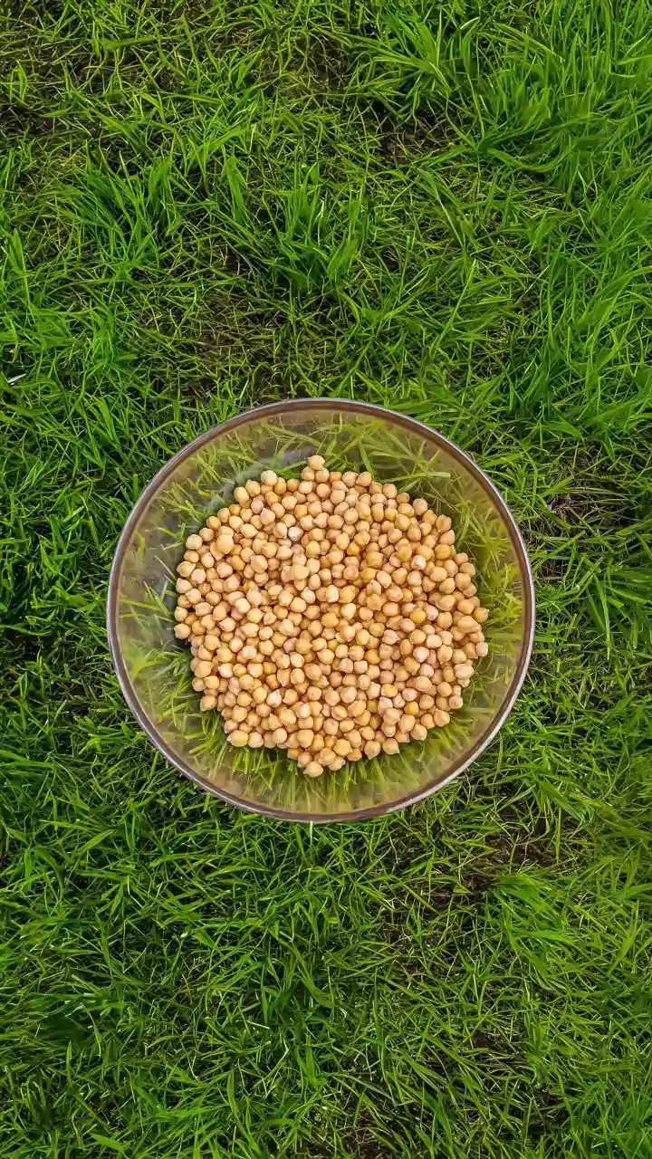 What Dry Patches During Monsoon Mean For Indian Crops