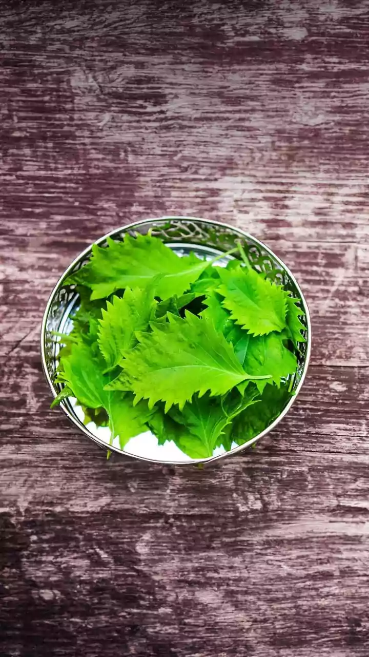 10 Delicious Dishes with Bathua Leaves