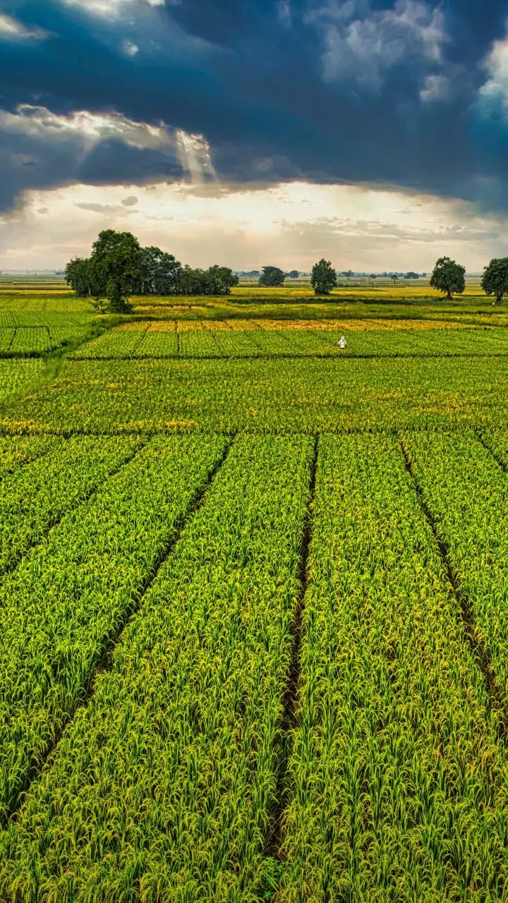 PM Modi announces ₹38,000cr fertilizer subsidy boost for Rabi
