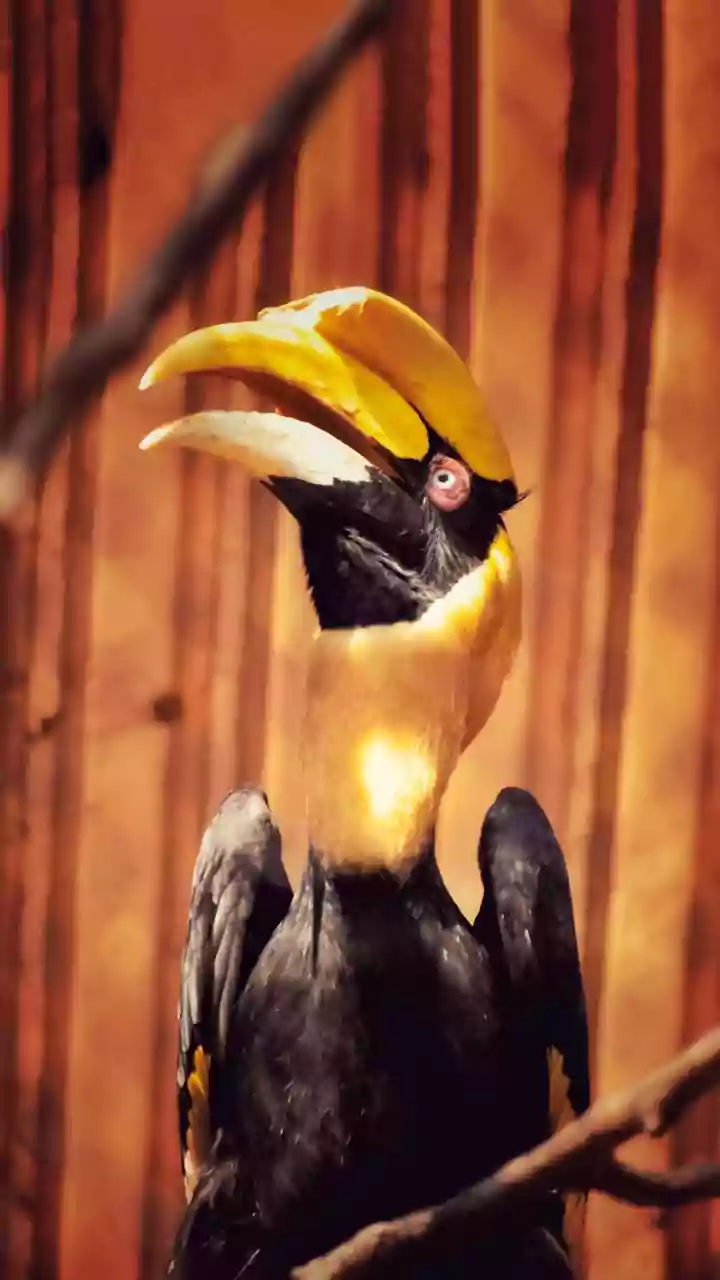 Vazhachal's Rich Avifauna: Hornbill Haven Boasts 193 Bird Species