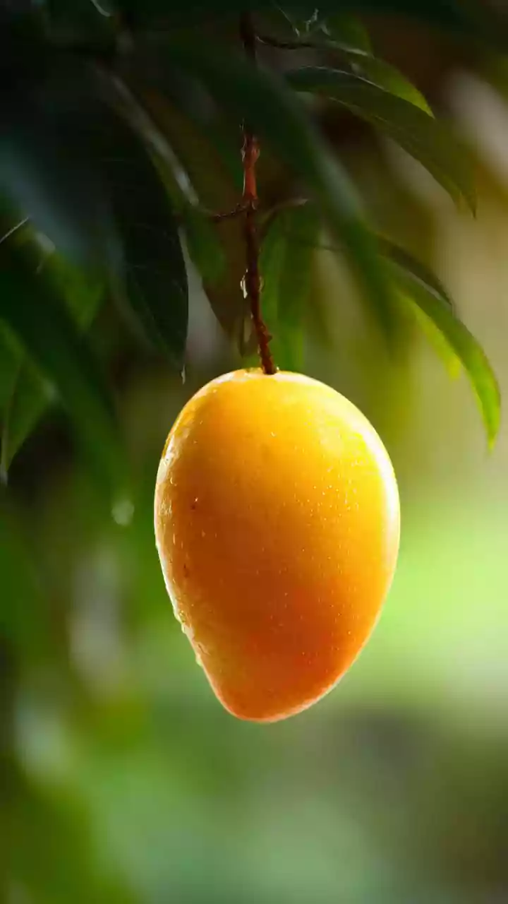 Alphonso mango production crashes in Maharashtra due to extreme weather