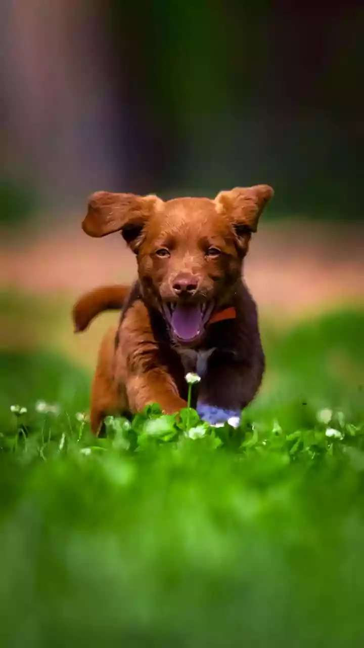'Pawsitive Attitude': Stray Dogs Join Runners At Tata Mumbai Marathon Early Morning; Adorable Video Goes Viral