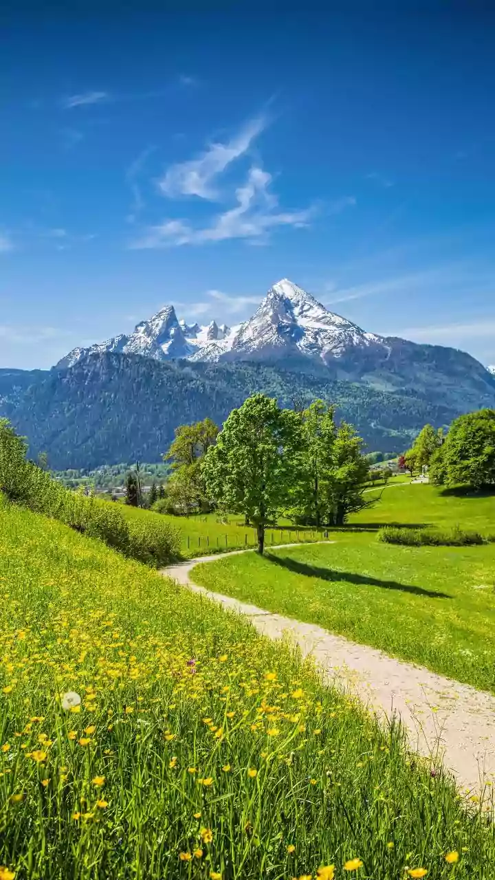 How Hiking In Austria Unveils Alpine Flower Meadows You Will Love