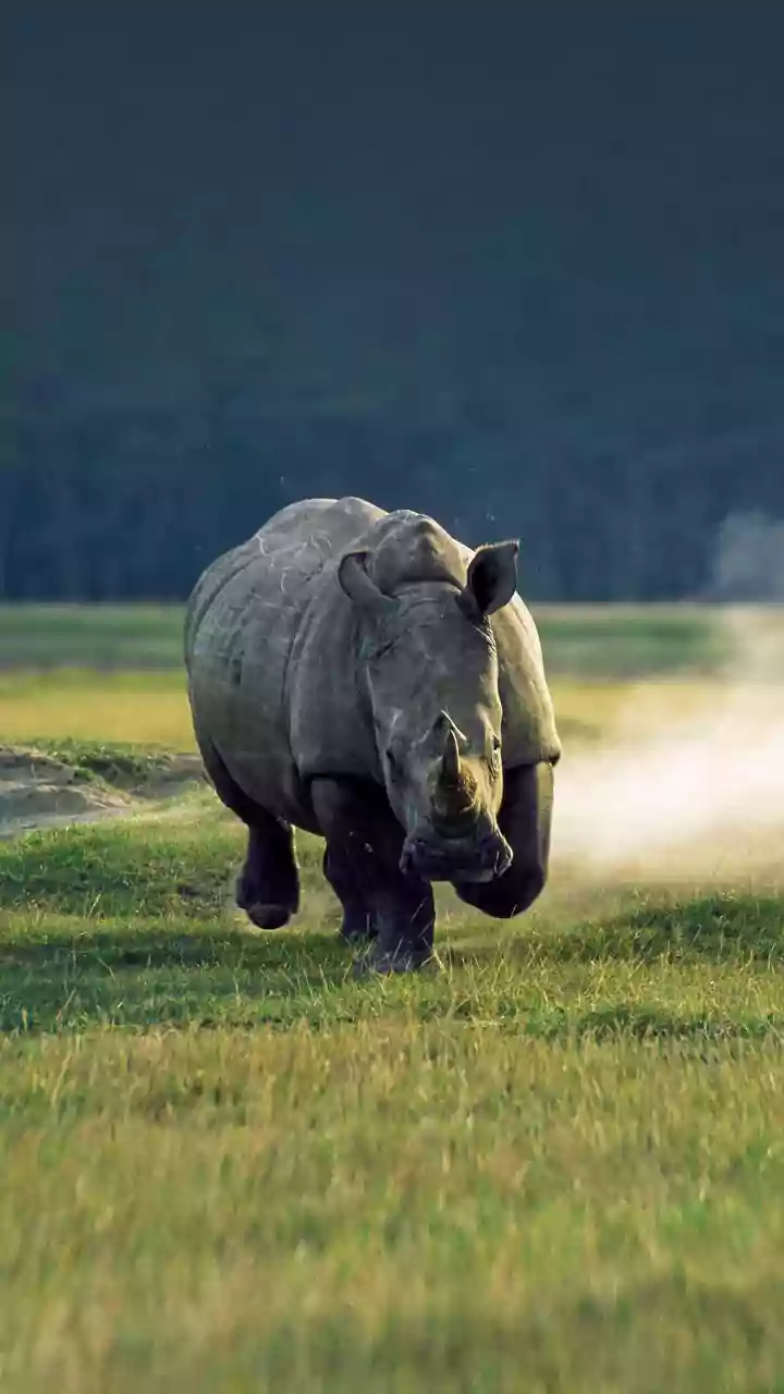 Spine-Chilling Video Shows Rhino Attacking Safari Jeep In Assam’s Manas National Park