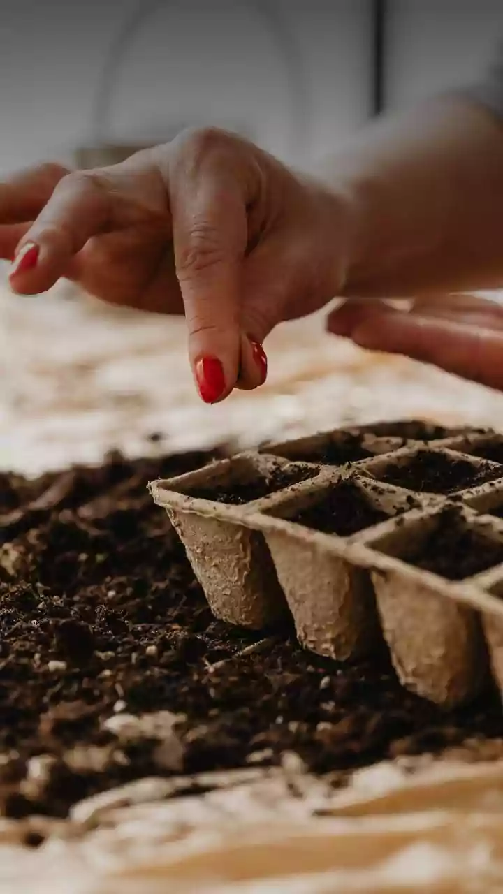 How Urban Gardeners Can Restore Essential Soil Microbiomes Damaged By Excess Rain Water