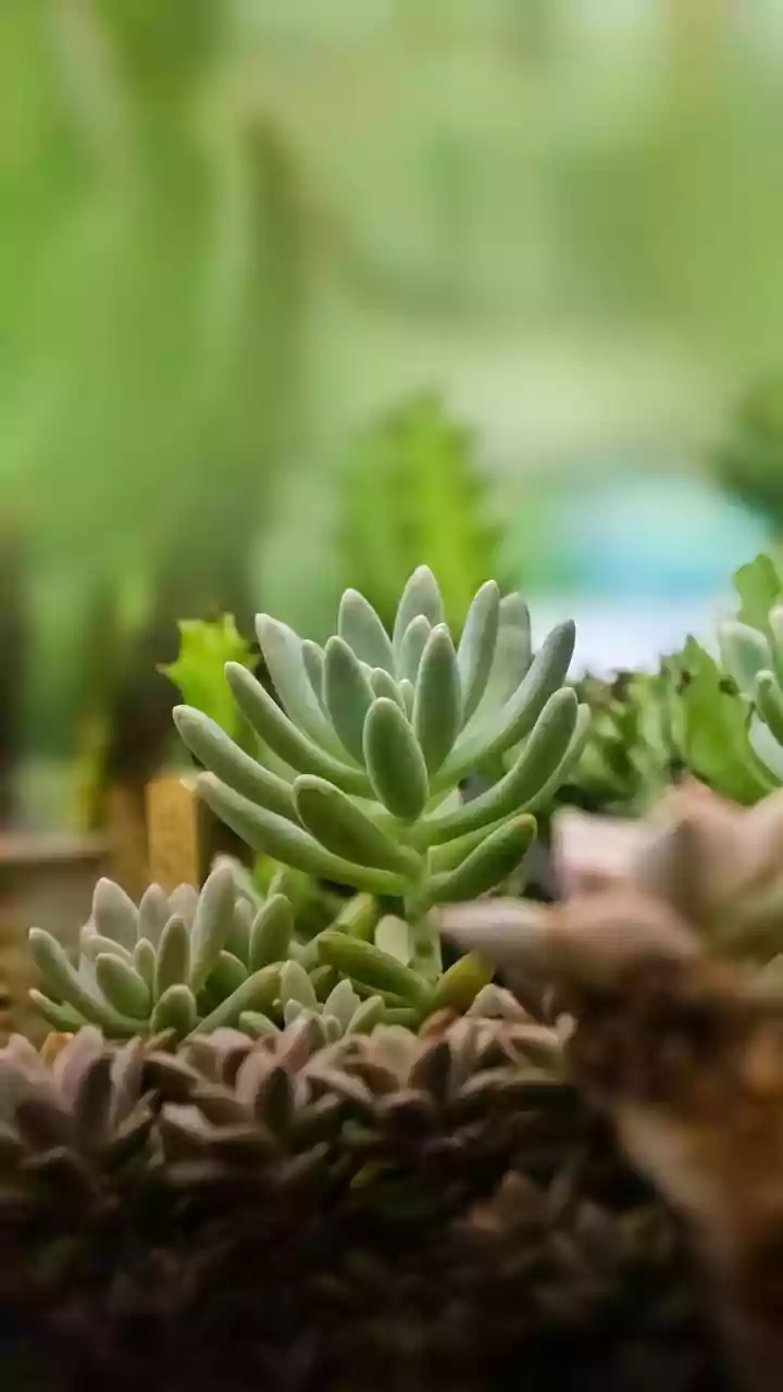 How to improve indoor succulent drainage