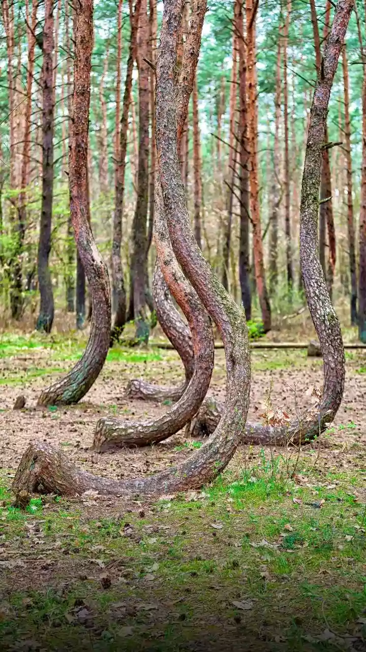 Bialowieza Forest Preserves One of Europe's Last Primeval Woodlands