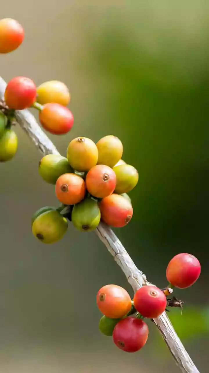 Coffee cherry: The superfood gaining attention
