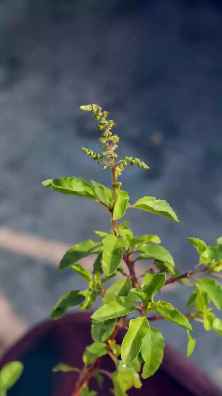 Fresh Cooking Herbs You Can Grow On Low-Light Balconies This Monsoon