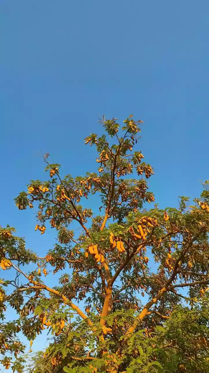 Vastu-Approved Trees: Enhance Your Home's Aura