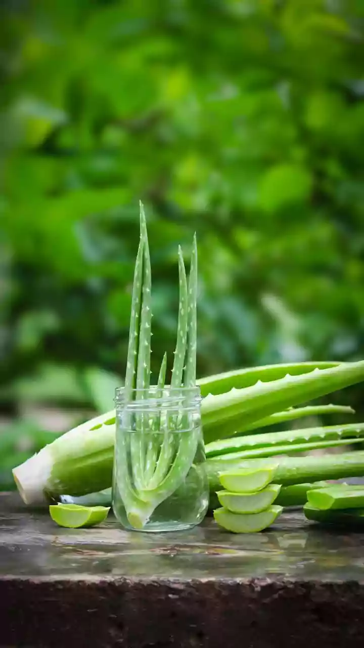 The Basics Of Growing Plants From Cuttings: A Closer Look