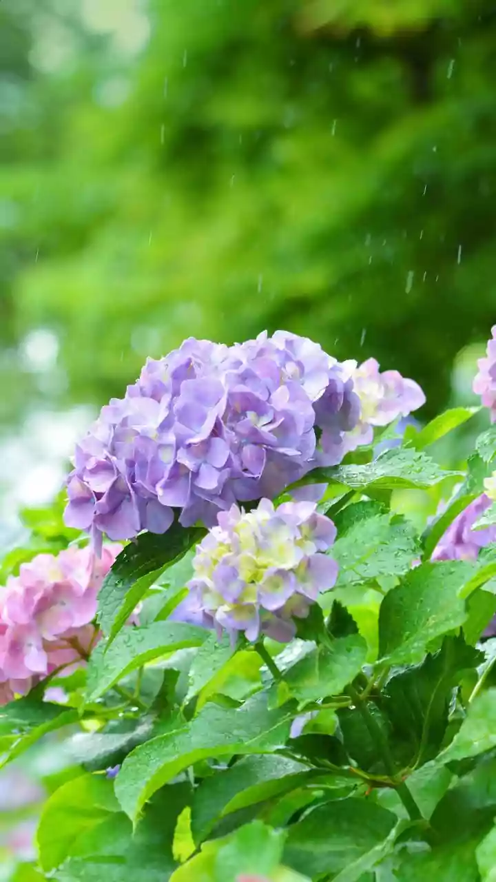 Rainwater Use Can Support Gardening without Encouraging Overwatering