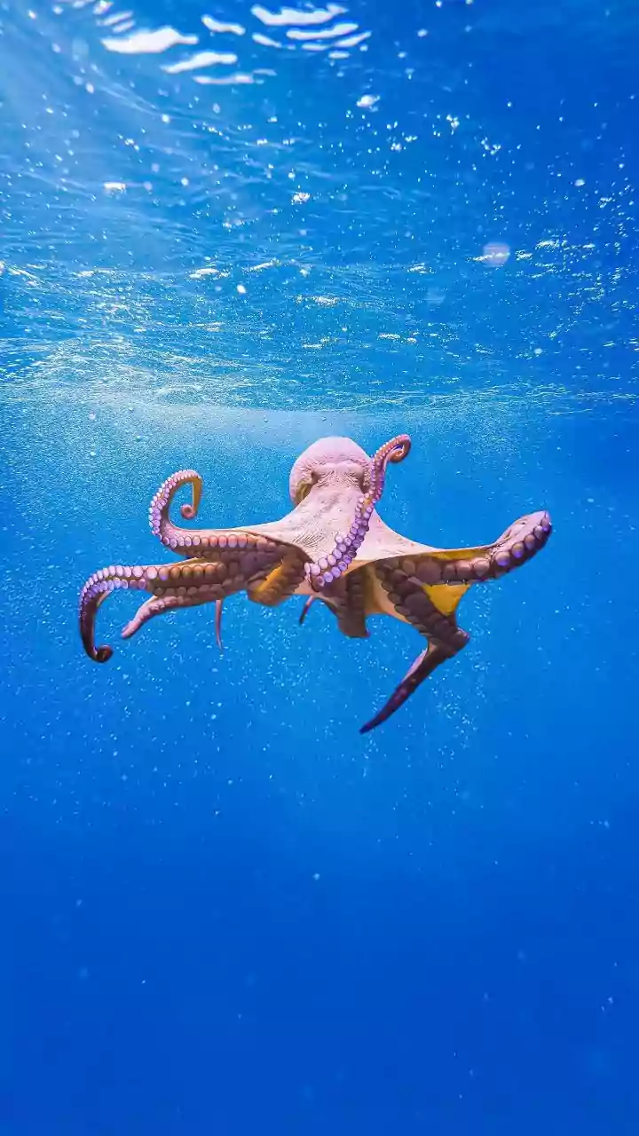 Esse polvo azul descoberto nas Ilhas Darwin cabe na palma da mão