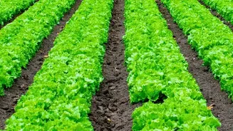 Future Food Availability Depends on Restoring the Land Already Under Cultivation