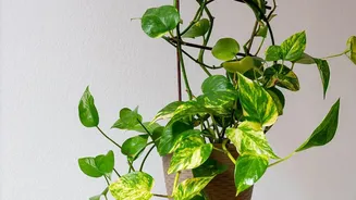 Best low-maintenance desk plants