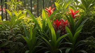 Indian Plants Win Garden Hearts