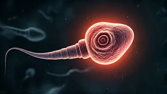 Antioxidant Supplements & Conception: Potential Risks to Offspring Development