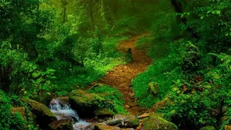 Monsoon Photography Trips: Indian Landscapes Look Their Greenest During The Rainy Season