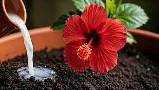 Balcony Gardeners Share Diluted Rice Water Hack For Flowering Hibiscus