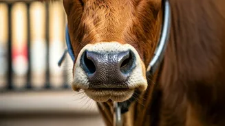 AI to Curb Ahmedabad's Stray Cattle Troubles