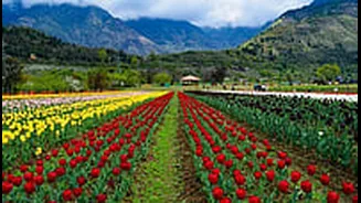 Asia's Largest Tulip Garden In Srinagar To Open In March 2026: Everything Visitors Need To Know