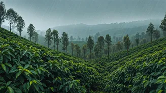 Coffee, Fog And Rain Make Coorg Irresistible