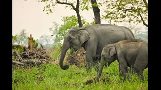 Understanding Ecotourism in India: Balancing Conservation and Commercialisation